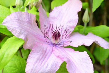 bahçede büyüyen güzel pembe çiçekler