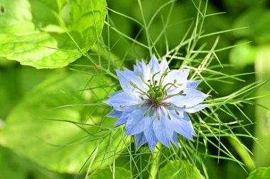 Güzel çiçeklere yakın, yaz konsepti. 