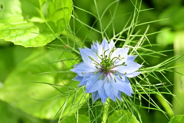Güzel çiçeklere yakın, yaz konsepti. 