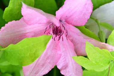 bahçede büyüyen güzel pembe çiçekler