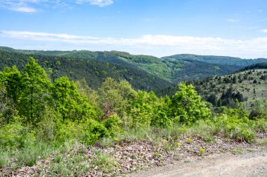 Güzel dağ ormanı doğa manzarası 