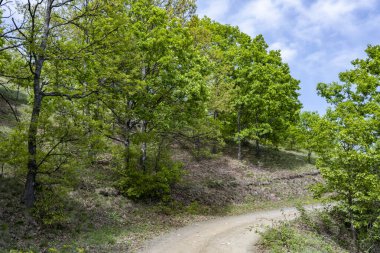 Güzel dağ ormanı doğa manzarası 