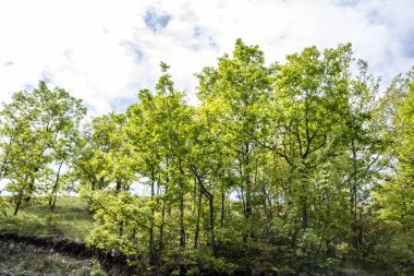 Güzel dağ ormanı doğa manzarası 