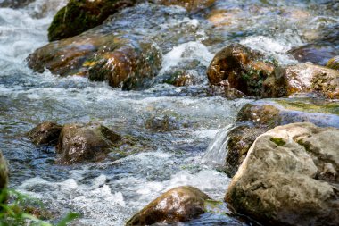 Ormandaki dağ deresi