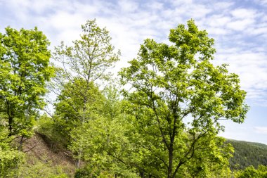 Güzel dağ ormanı doğa manzarası 