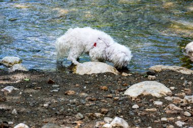 Köpek gölde oynuyor. 