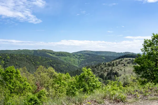 Güzel dağ ormanı doğa manzarası 