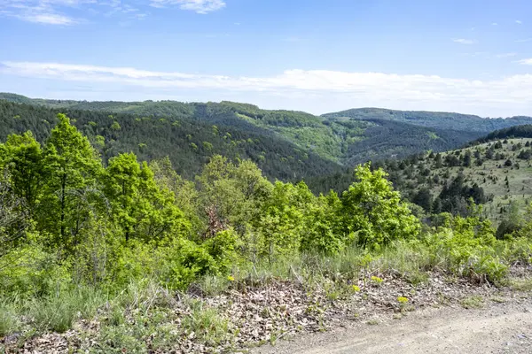 Güzel dağ ormanı doğa manzarası 