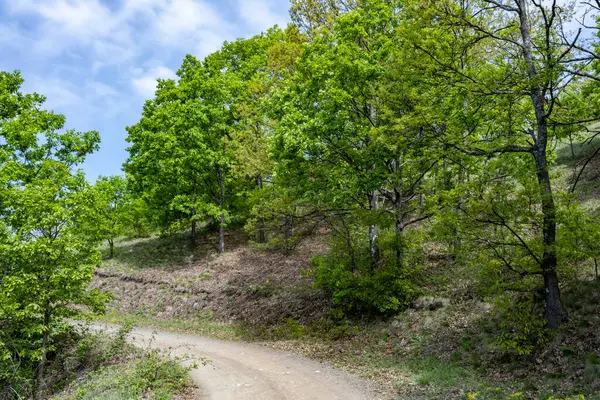 Güzel dağ ormanı doğa manzarası 