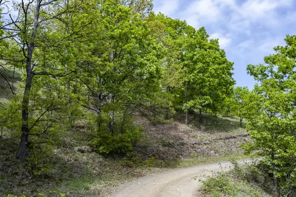 Güzel dağ ormanı doğa manzarası 