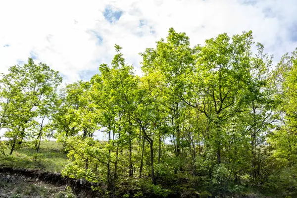 Güzel dağ ormanı doğa manzarası 