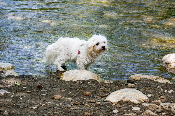Sudaki köpek. Doğadaki küçük beyaz köpek. Doğadaki hayvan
