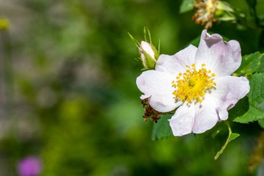 Güzel beyaz bir gül çiçeğinin yakın çekimi.
