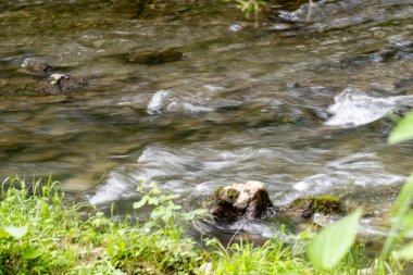 Ormandaki güzel nehir