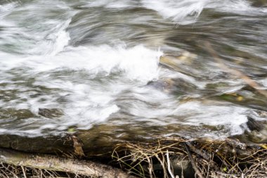 Küçük taşlı su akıntısı. Nehir ormanda akıyor.