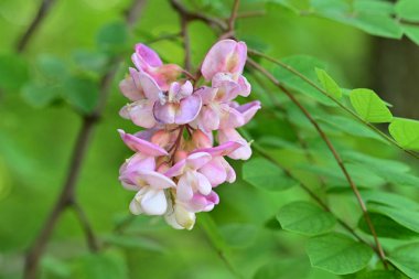 bahçede büyüyen güzel pembe çiçekler