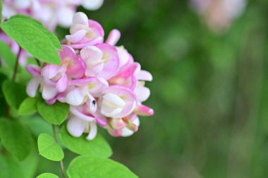 bahçede büyüyen güzel pembe çiçekler