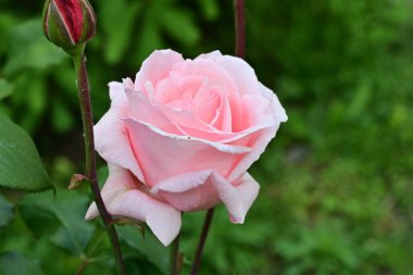 Yaz bahçesinde yetişen güzel pembe gül.