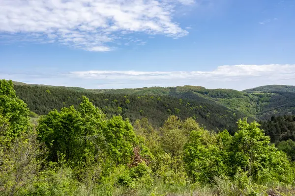 Güzel dağ ormanı doğa manzarası 