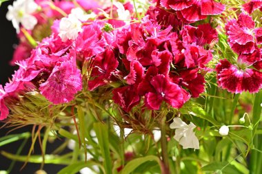 bahçede büyüyen güzel pembe çiçekler