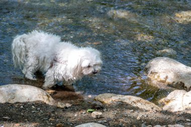 Nehir suyundaki küçük beyaz köpek