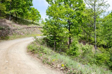 Güzel dağ ormanı doğa manzarası 