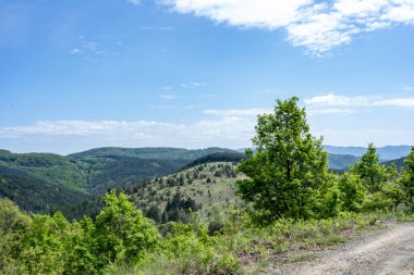 Güzel dağ ormanı doğa manzarası 