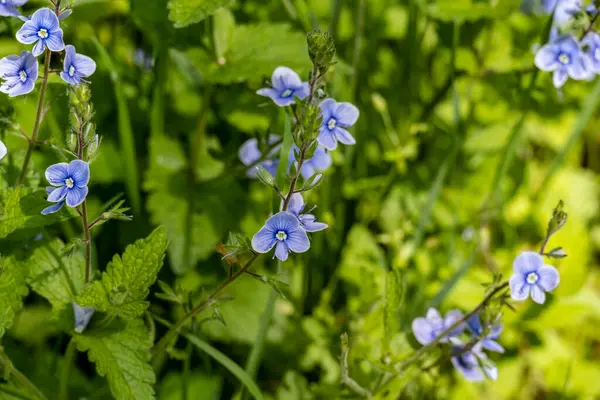 Yaz bahçesinde açan güzel çiçekler, yakın plan.                     
