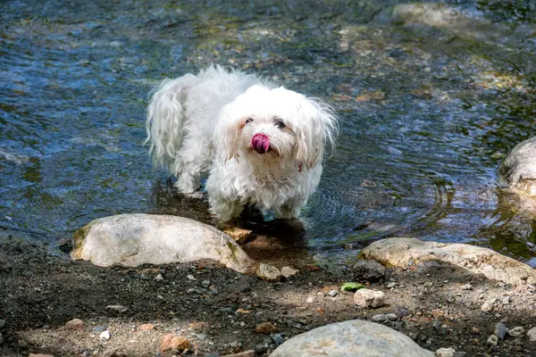Nehir suyundaki küçük beyaz köpek