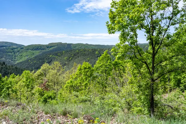 Güzel dağ ormanı doğa manzarası 