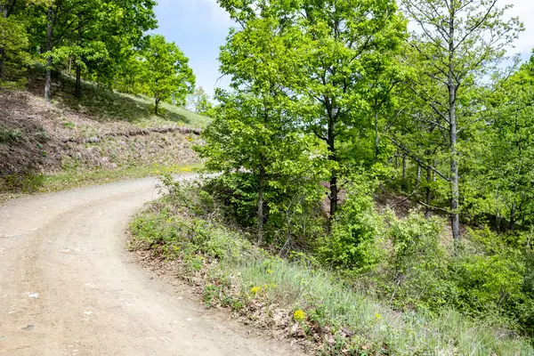 Güzel dağ ormanı doğa manzarası 