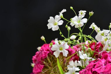 Siyah arka planda güzel pembe ve beyaz çiçekler 