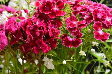 bahçede büyüyen güzel pembe çiçekler