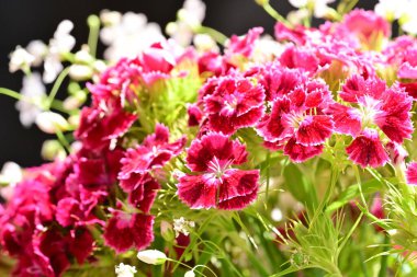 bahçede büyüyen güzel pembe çiçekler