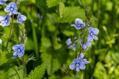 Yaz bahçesinde açan güzel çiçekler, yakın plan.                     