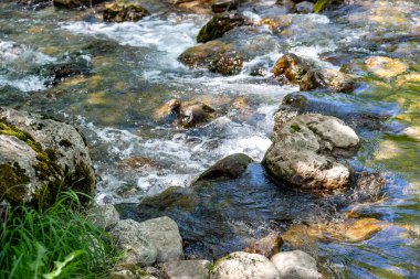 Yeşil ormanın içinden akan dağ dere