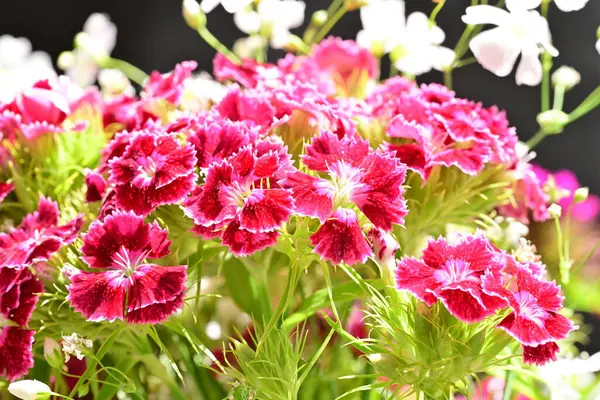 bahçede büyüyen güzel pembe çiçekler