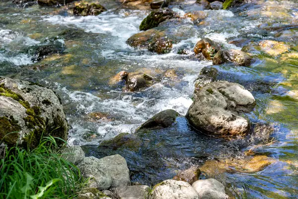 Yeşil ormanın içinden akan dağ dere