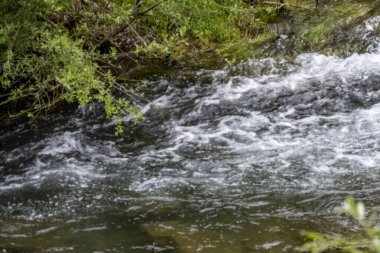 Ormandaki güzel nehir
