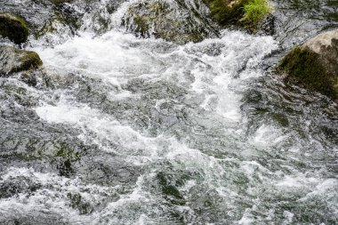 Ormanda akan dağ nehri, Karpat Dağları, Ukrayna