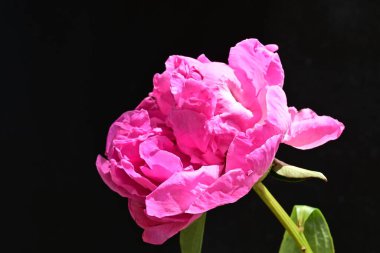 Siyah arka planda güzel pembe şakayık çiçeği