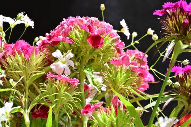 Siyah arka planda güzel pembe ve beyaz çiçekler 