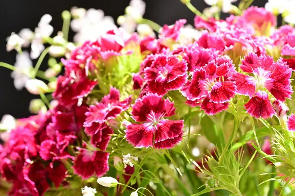 bahçede büyüyen güzel pembe çiçekler