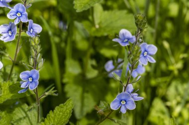 Yaz bahçesinde açan güzel çiçekler, yakın plan.                     