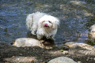 Nehir suyundaki küçük beyaz köpek