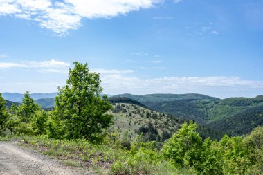 Güzel dağ ormanı doğa manzarası 