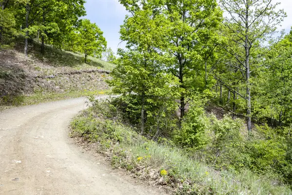 Güzel dağ ormanı doğa manzarası 