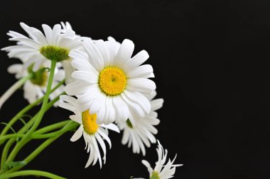 Güzel beyaz papatya çiçekleri koyu arkaplanda