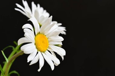 Güzel beyaz papatya çiçekleri koyu arkaplanda