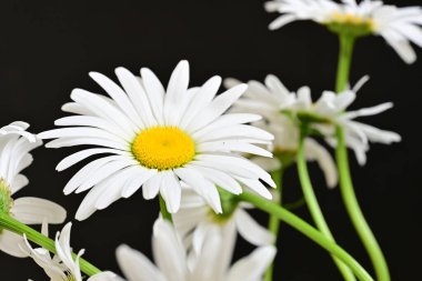 Güzel beyaz papatya çiçekleri koyu arkaplanda